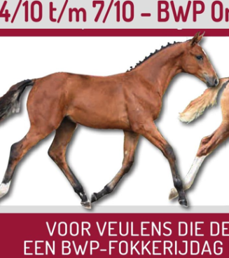 online foal auction